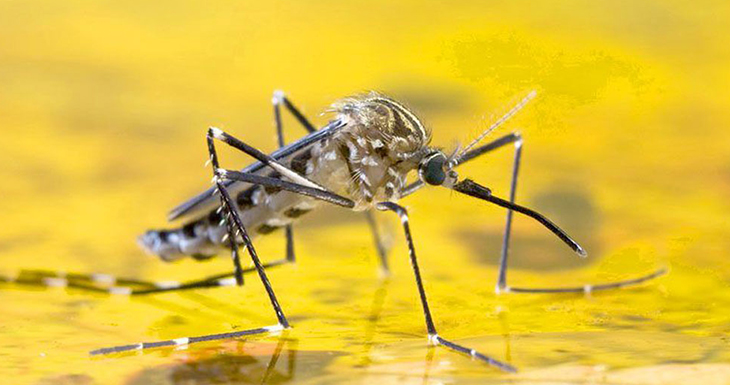 Know the main tropical diseases
